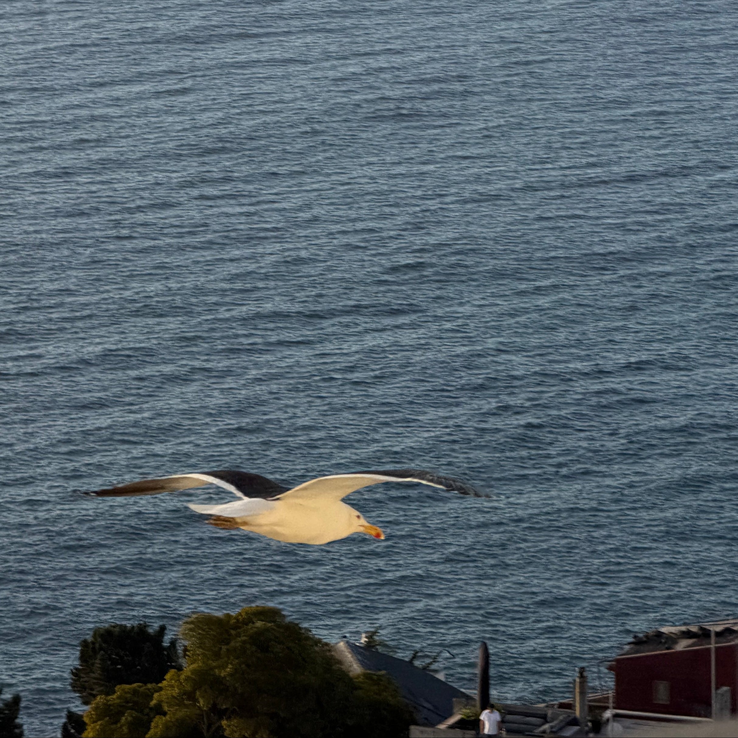 Bird flying over a vast body of water with a clear sky.